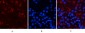Smad3 (phospho Ser425) Polyclonal Antibody